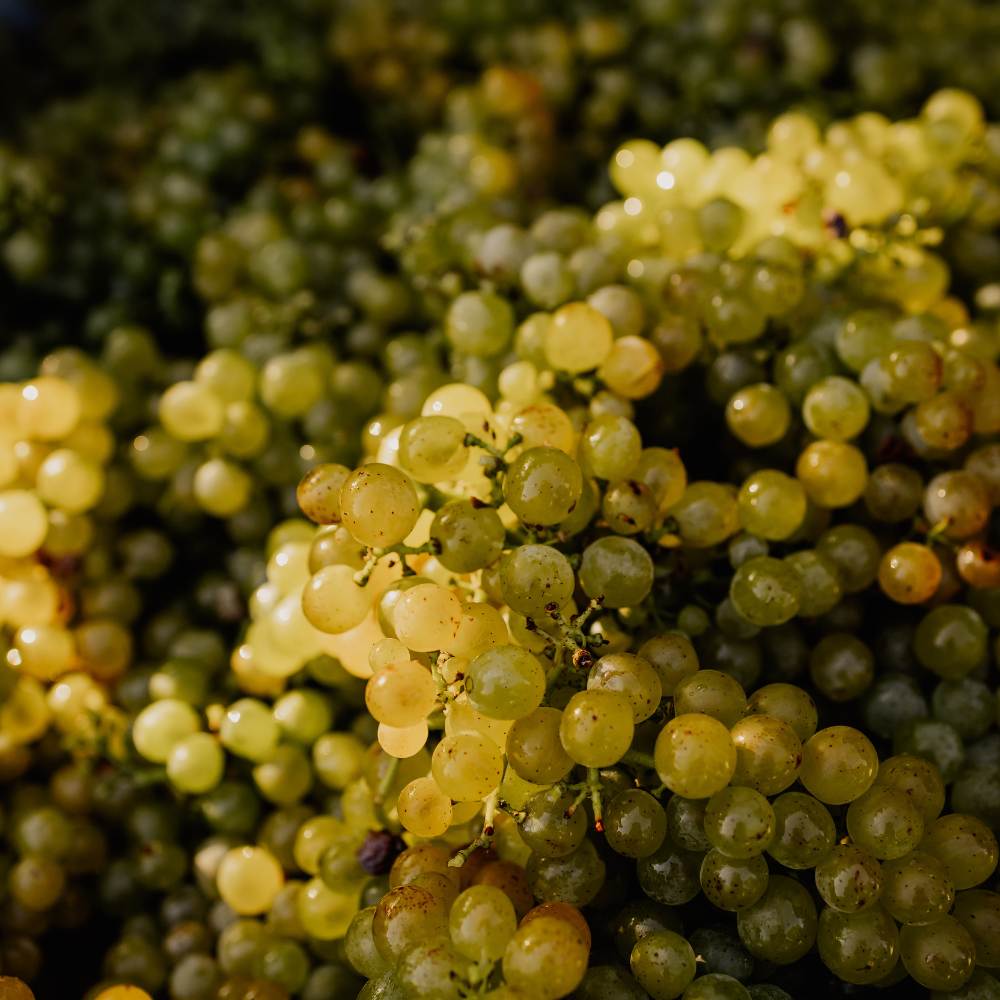 Weingut Pilch Weintraube grün