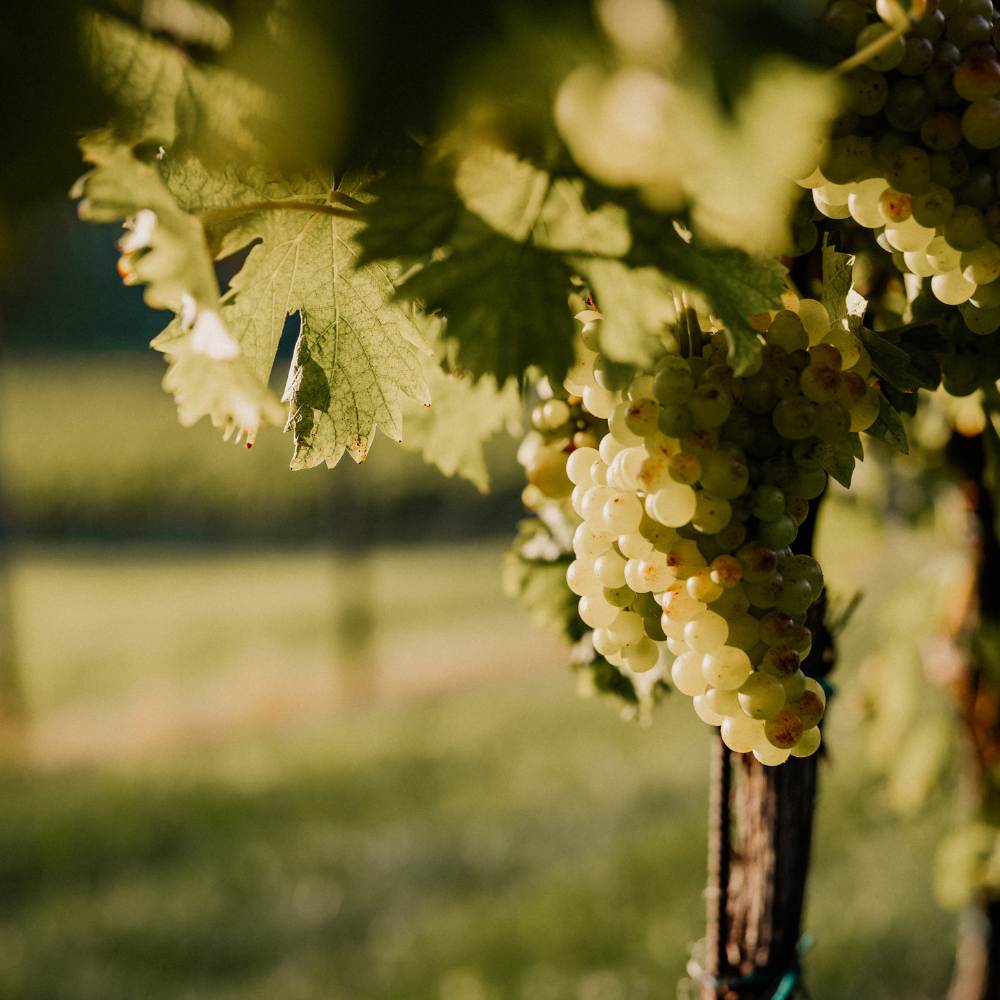 Weingut Pilch Weintraube grün