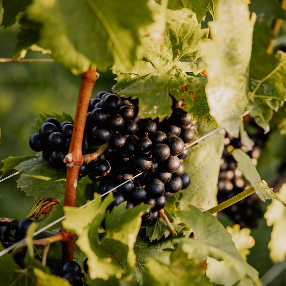 Weingut Pilch Weintraube rot