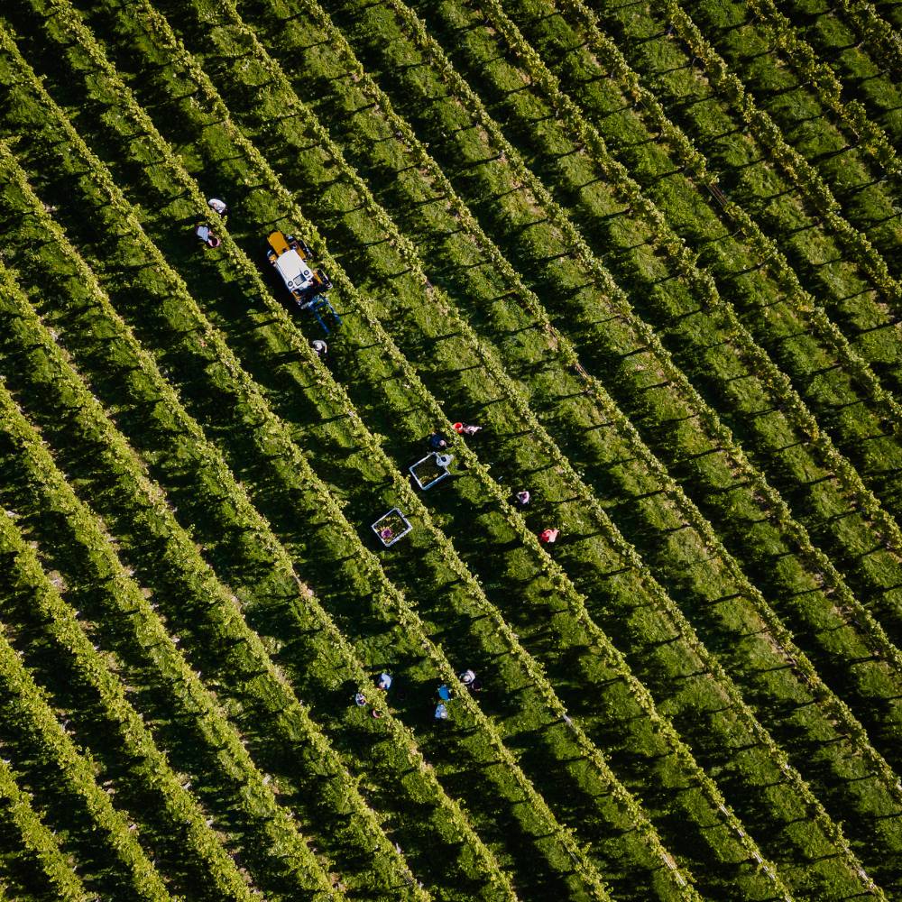 Weingut Pilch Weingarten von oben