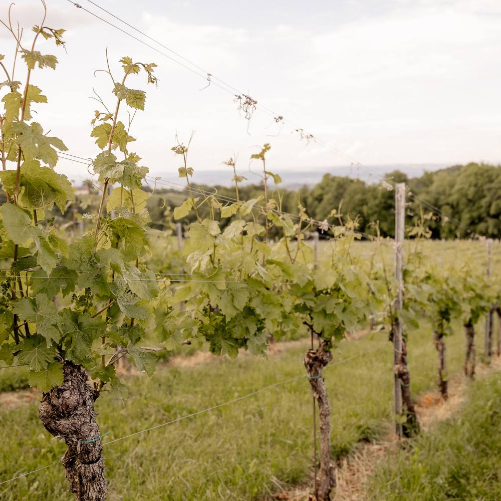 Weingut Pilch Weingarten