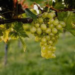 Weingut Pilch Weintraube Grün