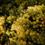 Weingut Pilch Weintraube grün