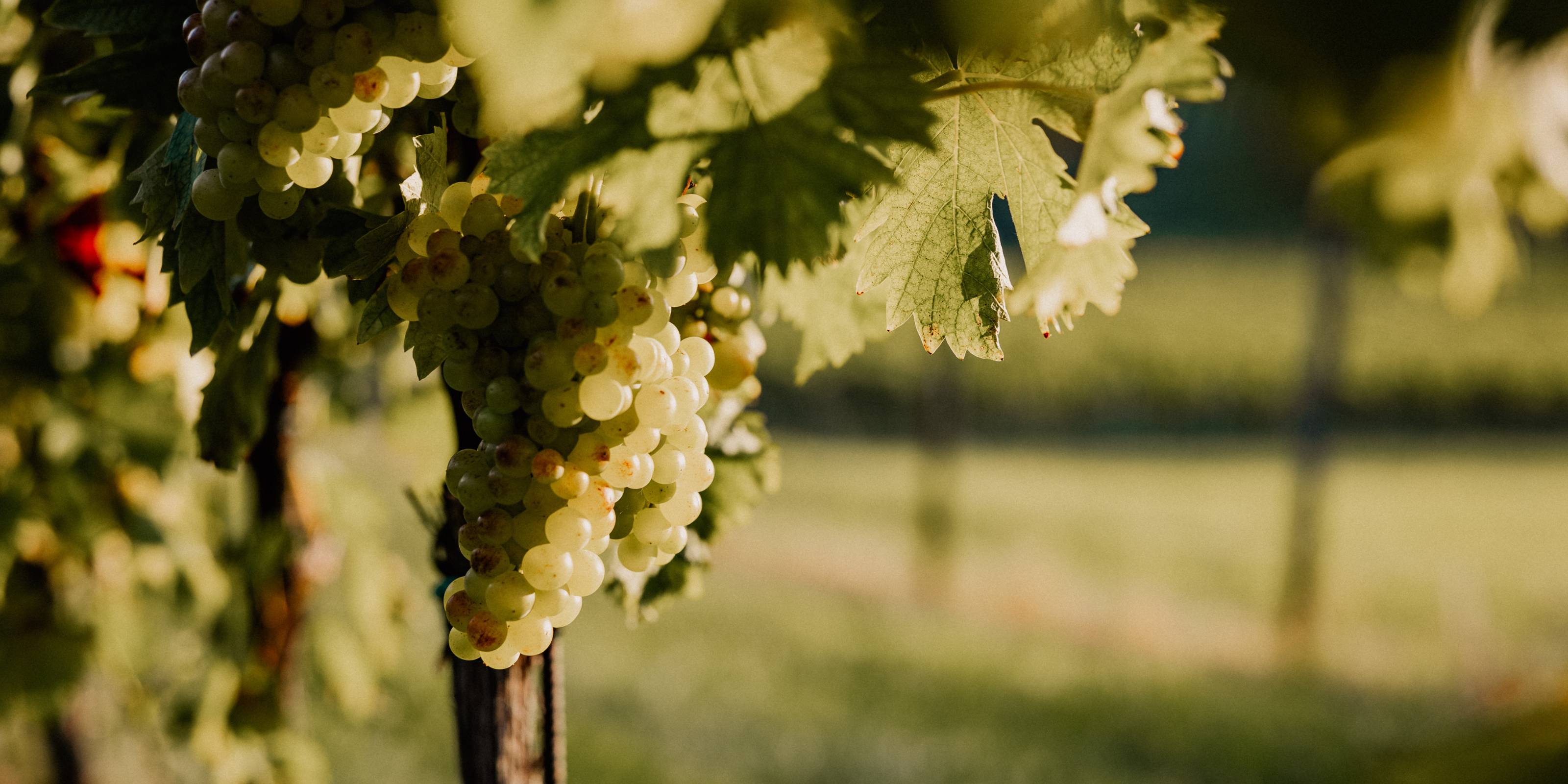 Weingut Pilch Weingarten mit Weintraube