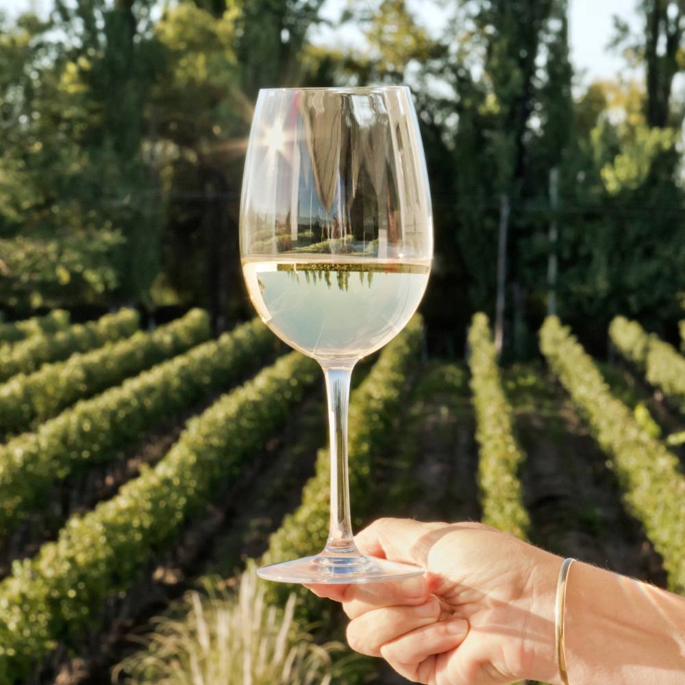Weingut Pilch Weisswein