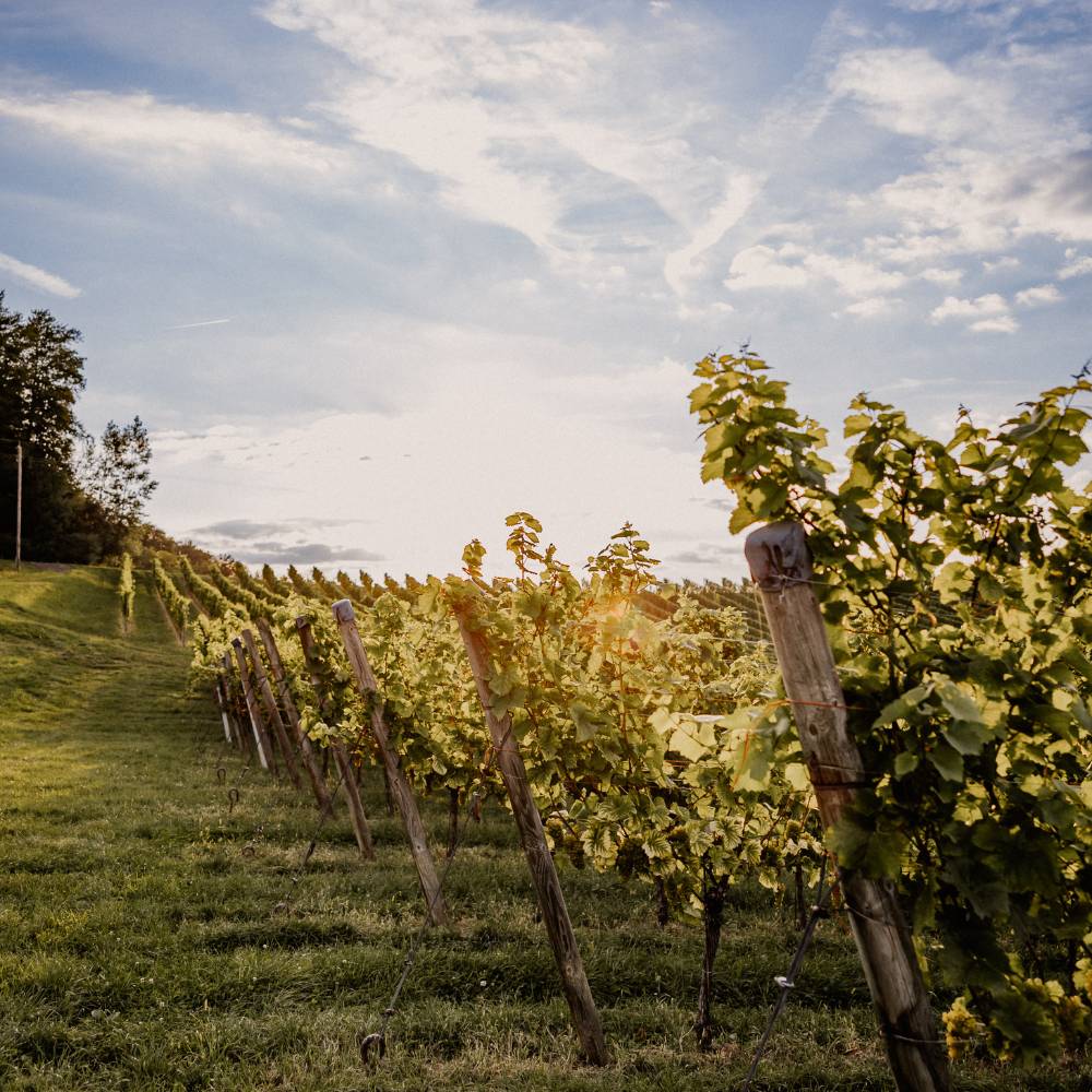 Weingut Pilch Weingarten