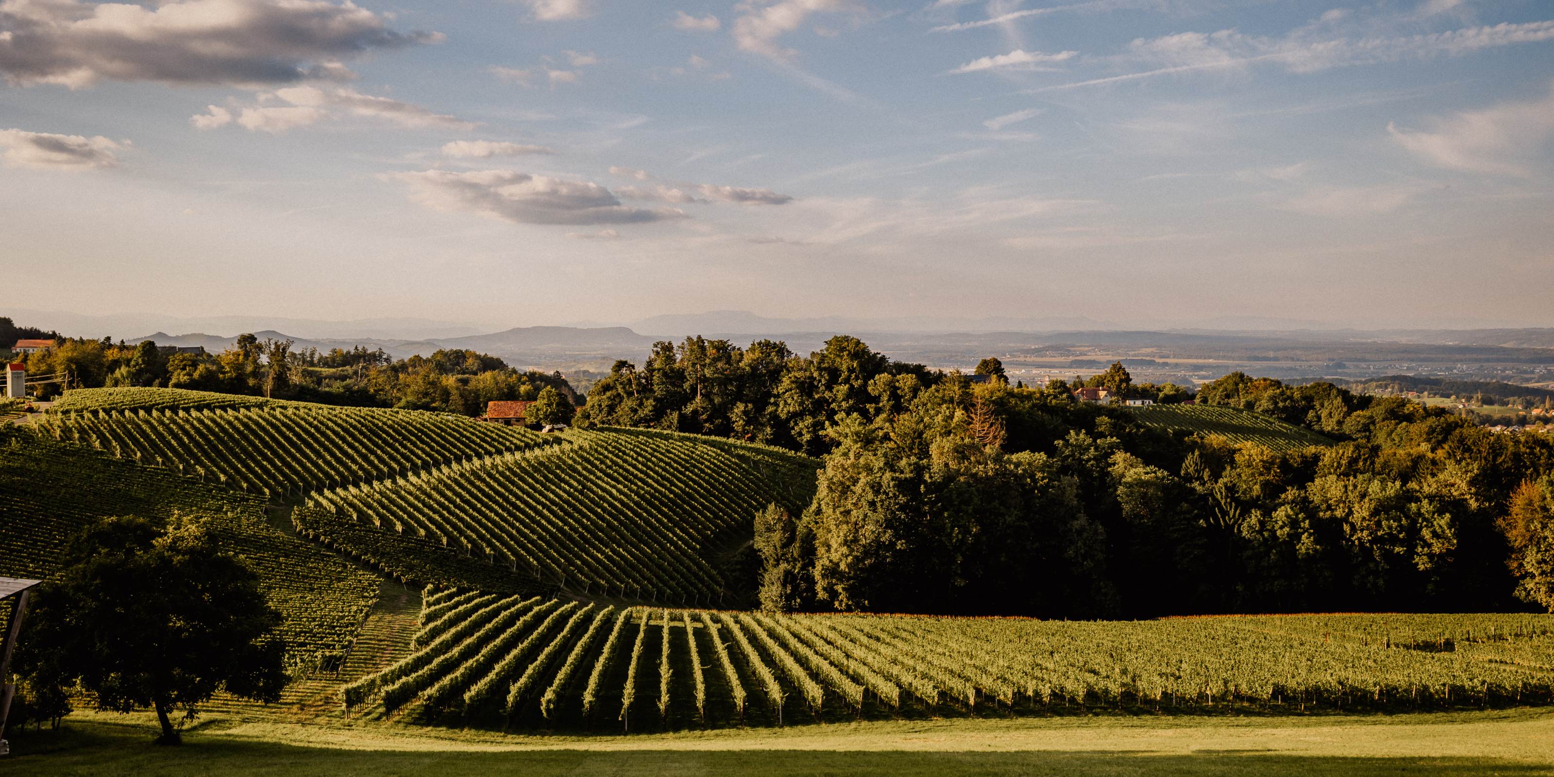 Weingut Pilch Weinberge Südsteiermark